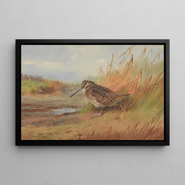Una beccaccia - Archibald Thorburn — quadro incorniciato alla parete