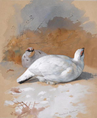 Archibald Thorburn - A brace Of Ptarmigan In The Snow.webp