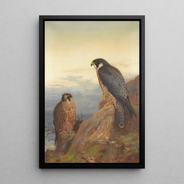 Un falco pellegrino adulto e immaturo - Archibald Thorburn — quadro incorniciato alla parete