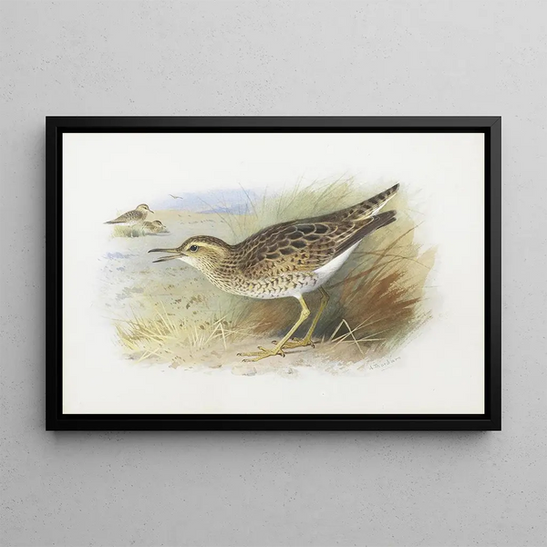 Pluvier di Bartram - Archibald Thorburn — quadro incorniciato alla parete