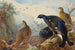 Grande gallo cedrone - Archibald Thorburn — vista dell’opera