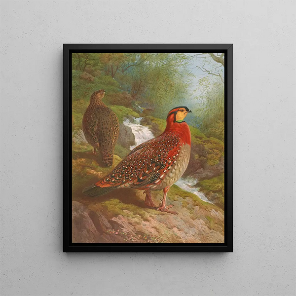 Tragopan di Blyth - Archibald Thorburn — quadro incorniciato alla parete