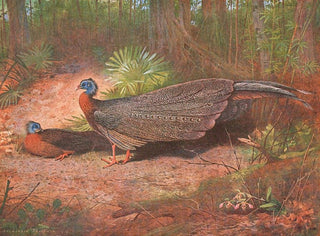 Pellicano di Borneo - Archibald Thorburn — vista dell’opera