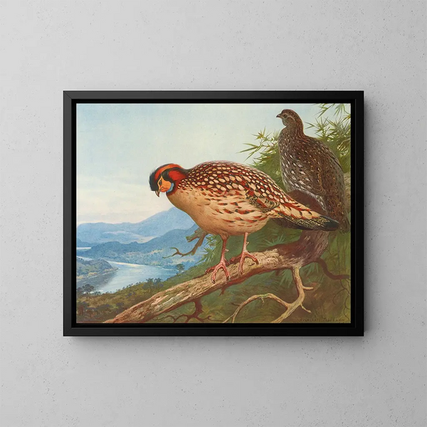 Cabots tragopan - Archibald Thorburn — quadro incorniciato alla parete