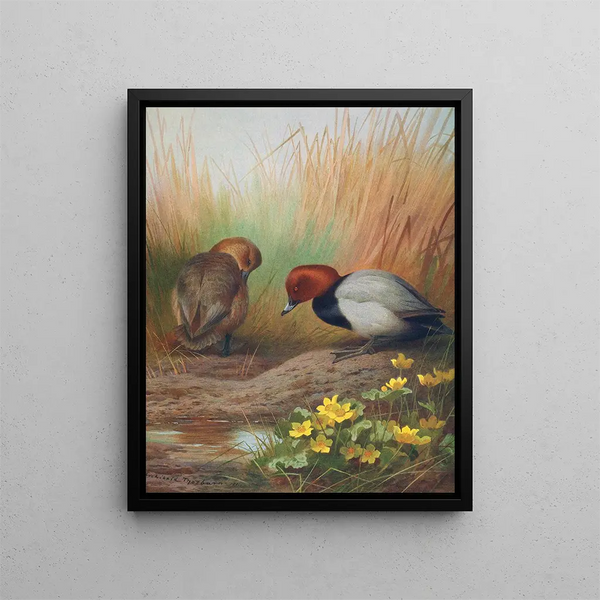 Fuligule milouin - Archibald Thorburn — quadro incorniciato alla parete