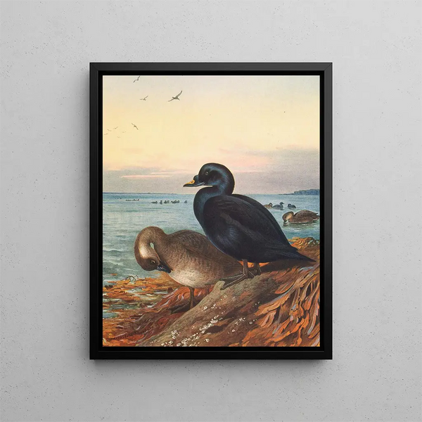 Macreuse bruna - Archibald Thorburn — quadro incorniciato alla parete