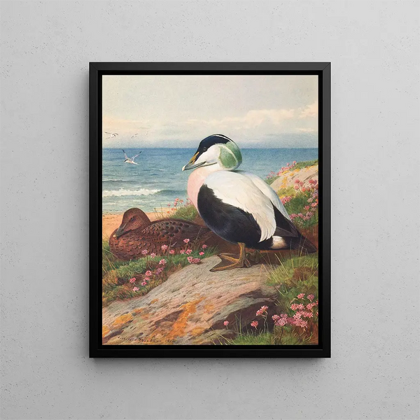 Cigno reale - Archibald Thorburn — quadro incorniciato alla parete