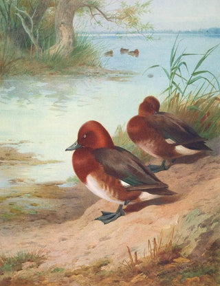 Archibald Thorburn - Ferruginous Duck.webp