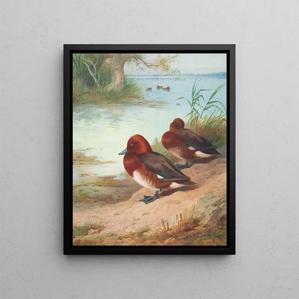 Fuligule nyroca - Archibald Thorburn — quadro incorniciato alla parete
