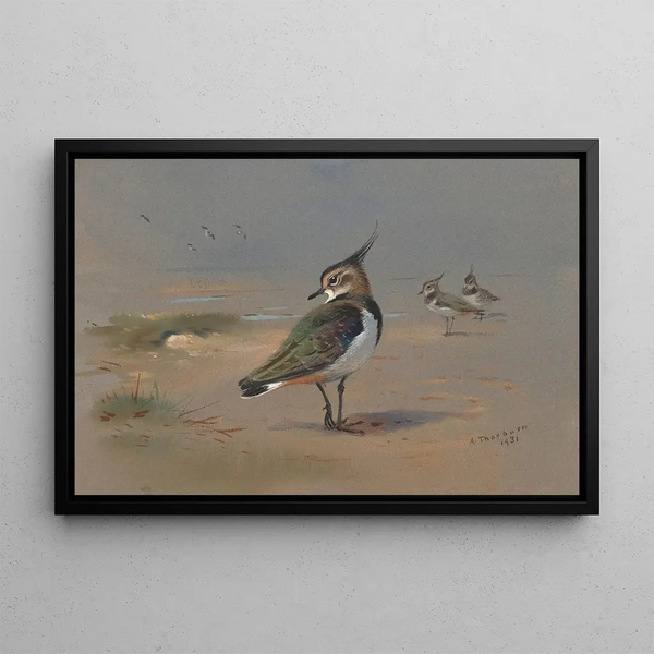 Vanneaux verdi - Archibald Thorburn — quadro incorniciato alla parete