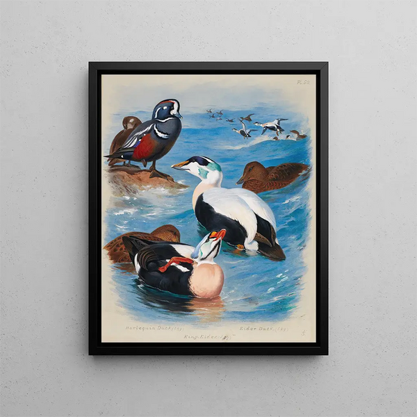 Anatre arlecchino ed eider - Archibald Thorburn — quadro incorniciato alla parete