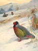 Perdrix di sangue di Kusers - Archibald Thorburn — vista dell’opera