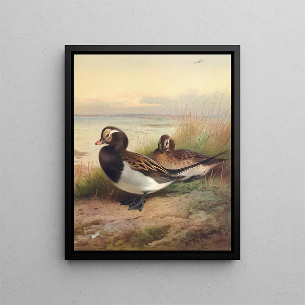Anatra laccata d'estate - Archibald Thorburn — quadro incorniciato alla parete