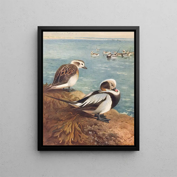 Anatra laccata invernale - Archibald Thorburn — quadro incorniciato alla parete