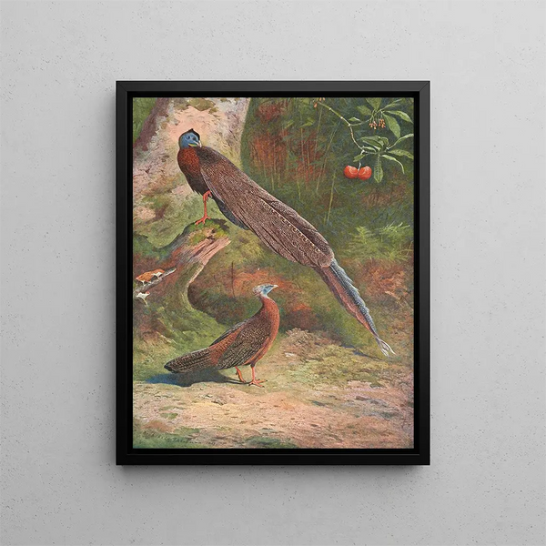 Fagiano argus malese - Archibald Thorburn — quadro incorniciato alla parete