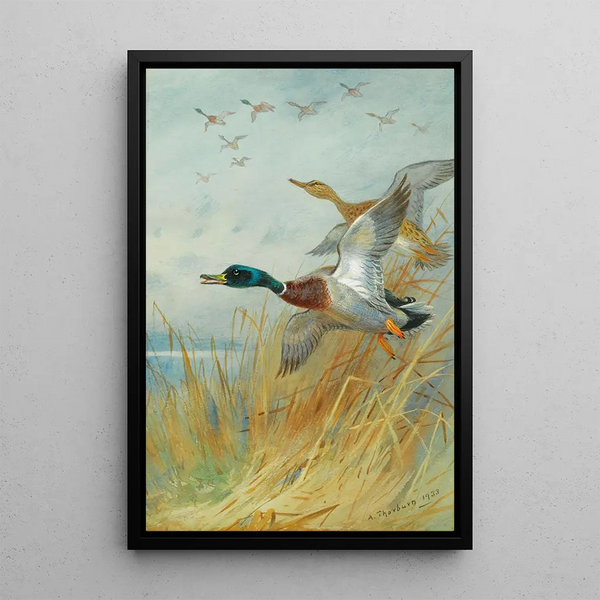 Riproduzione del dipinto Cigno reale che si solleva - Archibald Thorburn
