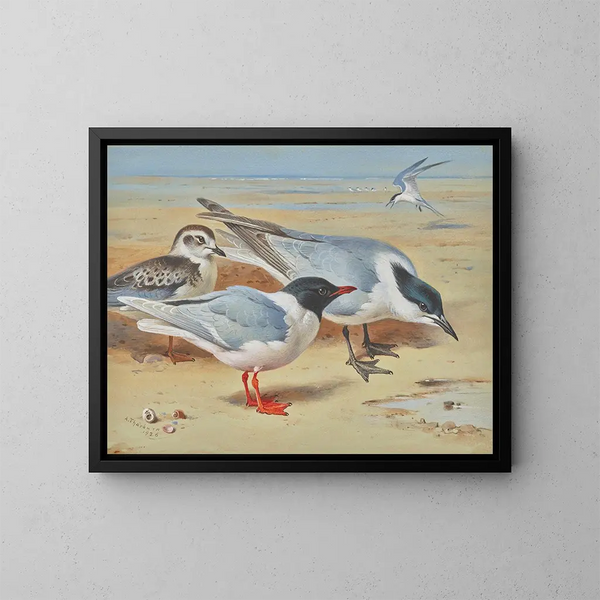 Gabbiano melanocéphale e giovanile con sterne di Sandwich su una spiaggia - Archibald Thorburn — quadro incorniciato alla parete
