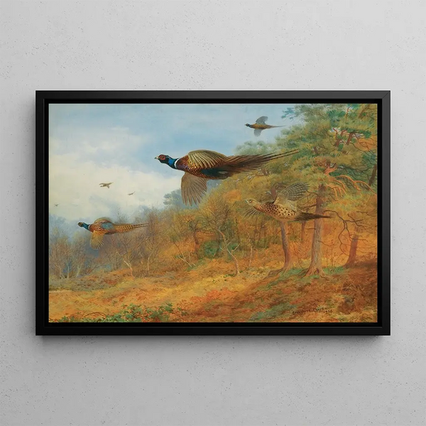 Faisans uscendo dal bosco - Archibald Thorburn — quadro incorniciato alla parete