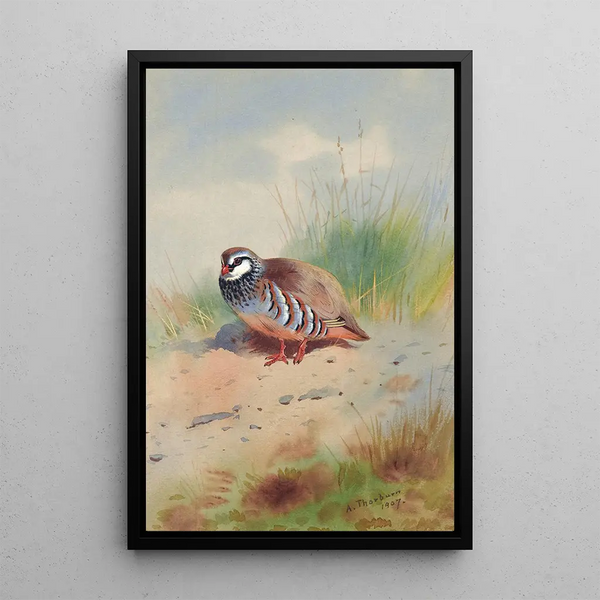 Perdrix rouge - Archibald Thorburn — quadro incorniciato alla parete