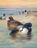 Fuligula Milouinan - Archibald Thorburn — vista dell’opera