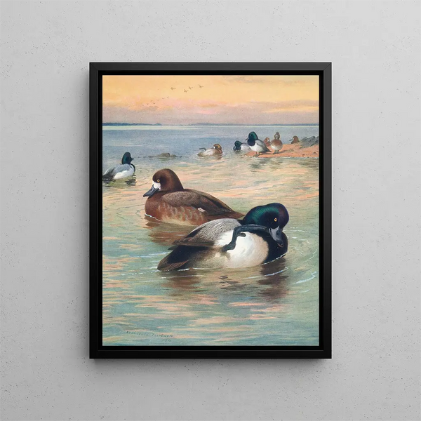 Fuligula Milouinan - Archibald Thorburn — quadro incorniciato alla parete