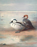 Smew - Archibald Thorburn — vista dell’opera