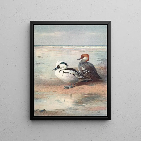 Smew - Archibald Thorburn — quadro incorniciato alla parete