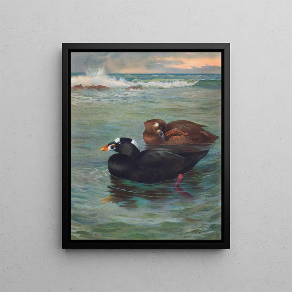 Surf Scoter - Archibald Thorburn — quadro incorniciato alla parete