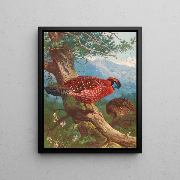 Tragopan di Temmincks - Archibald Thorburn — quadro incorniciato alla parete