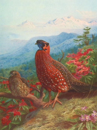 Archibald Thorburn - The Satyr Tragopan.webp