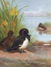 Fuligule morillon - Archibald Thorburn — vista dell’opera