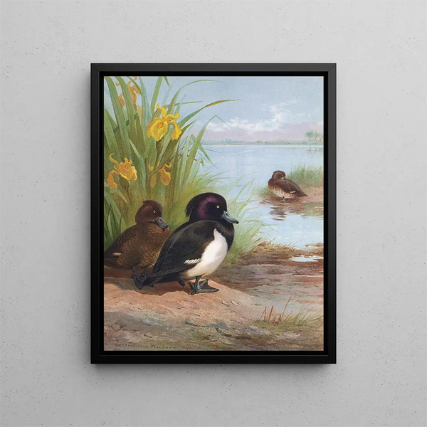 Fuligule morillon - Archibald Thorburn — quadro incorniciato alla parete