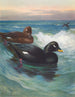 Macreuse a velluto - Archibald Thorburn — vista dell’opera