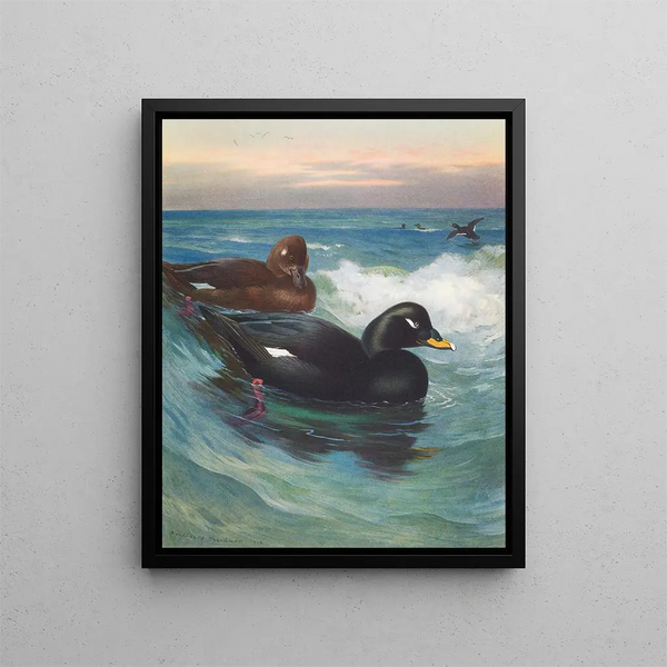 Macreuse a velluto - Archibald Thorburn — quadro incorniciato alla parete