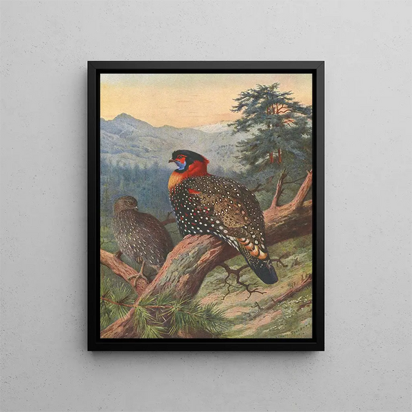 Tragopan occidentale - Archibald Thorburn — quadro incorniciato alla parete