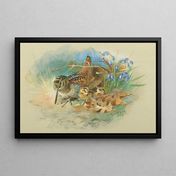 Bécasse e giovani - Archibald Thorburn — quadro incorniciato alla parete