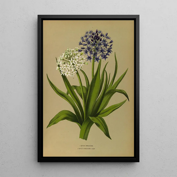 Scilla Peruviana 2 Scilla Peruviana Alba - Arentina Hendrica Arendsen — quadro incorniciato alla parete