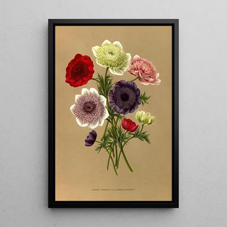 Arentina Hendrica Arendsen - Anemone Coronaria Fl Pl Doubles Anemones.webp