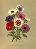 Anémone coronaria Anémones semplici - Arentina Hendrica Arendsen — vista dell’opera