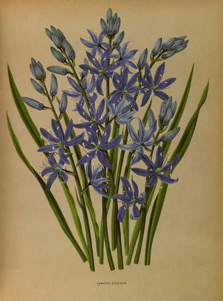 Arentina Hendrica Arendsen - Camassia Esculenta.webp