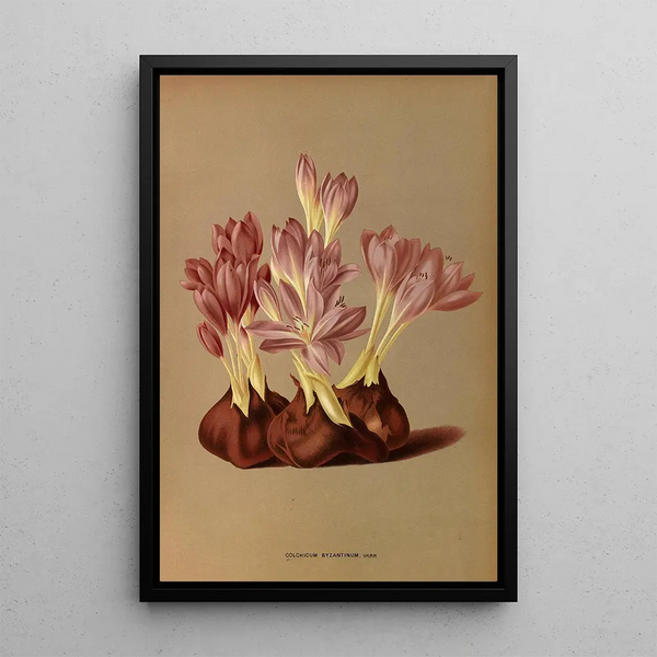 Riproduzione del dipinto Colchicum Byzantinum Varr - Arentina Hendrica Arendsen