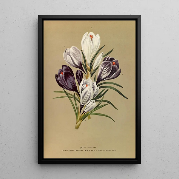 Riproduzione del dipinto Crocus Vernus Var - Arentina Hendrica Arendsen