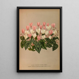 Arentina Hendrica Arendsen - Cyclamen Hederaefolium Cyclamen Autumnale.webp