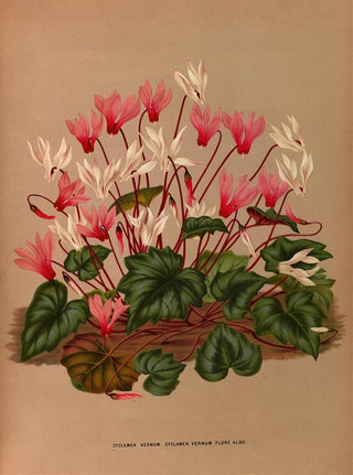 Arentina Hendrica Arendsen - Cyclamen Vernum Cyclamen Vernum Flore Albo.webp