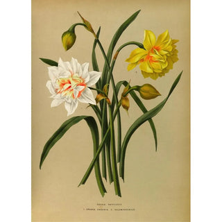 Arentina Hendrica Arendsen - Double Narcissus 1Orange Phoenix 2 Incomparabilis.webp
