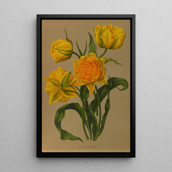 Riproduzione del dipinto Tulipano Doppio Giallo Rosso - Arentina Hendrica Arendsen