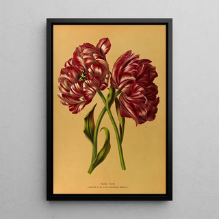 Arentina Hendrica Arendsen - Double Tulips 1Mariage De Ma Fl Lle 2Couronne Imperiale.webp