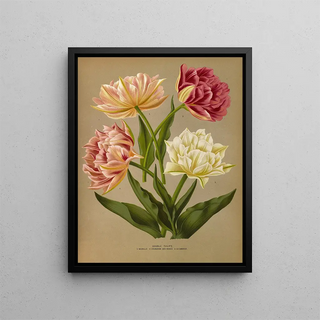 Arentina Hendrica Arendsen - Double Tulips 1Murillo 2Couronne Des Roses 3La Candeur.webp