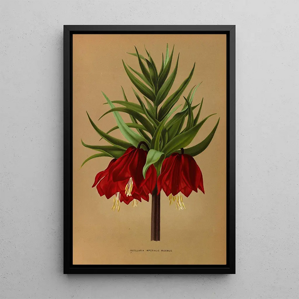 Riproduzione del dipinto Fritillaria Imperialis Maximus - Arentina Hendrica Arendsen