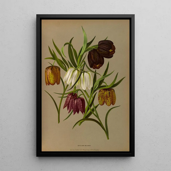 Riproduzione del dipinto Fritillaria Meleagris - Arentina Hendrica Arendsen